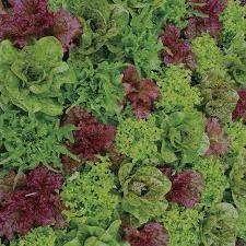 lettuce_healthy_1832519397553907451.jpg