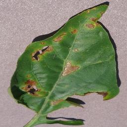 pepper_bell bacterial spot disease_-4129259138704347354.jpg