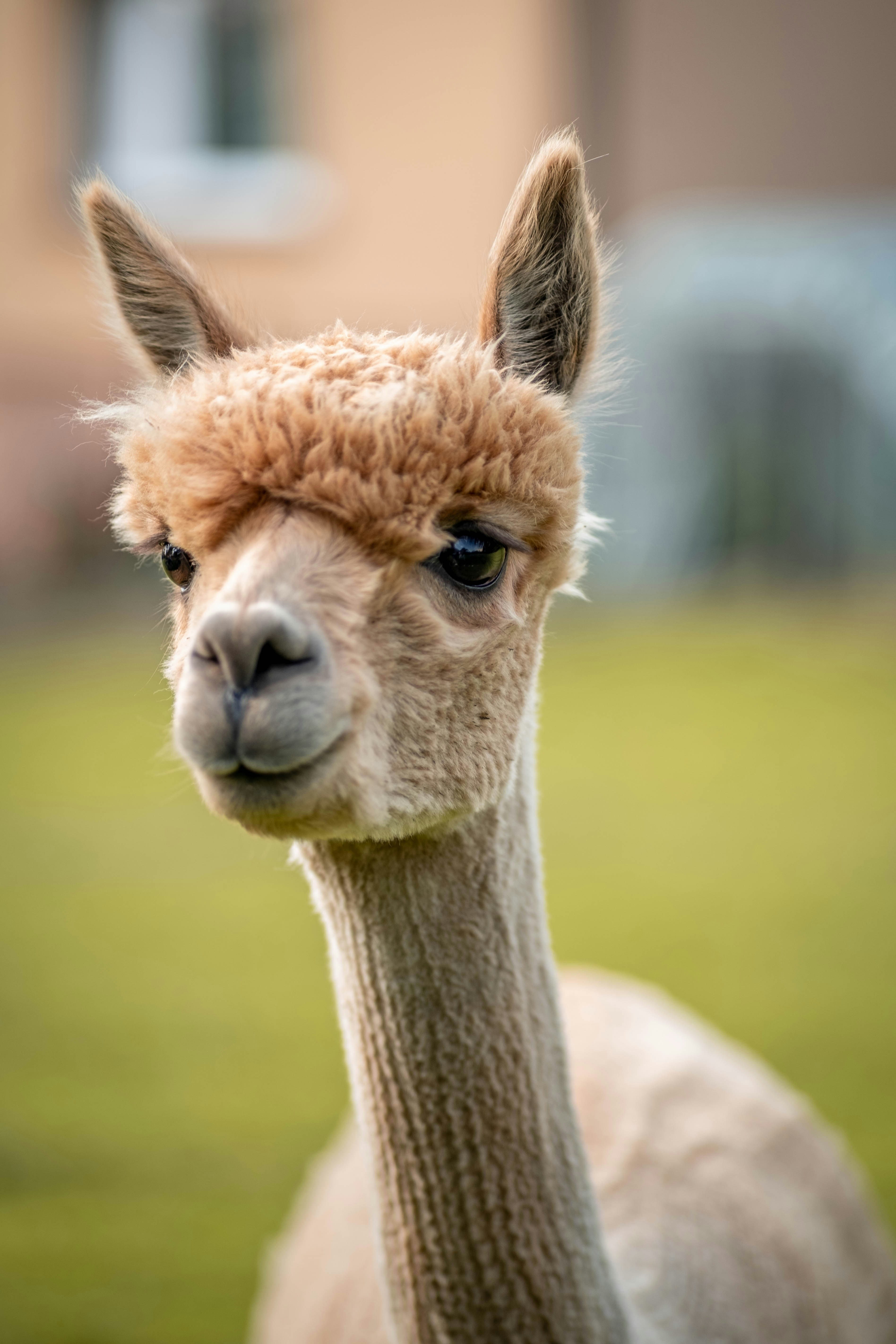 alpaca4.jpg