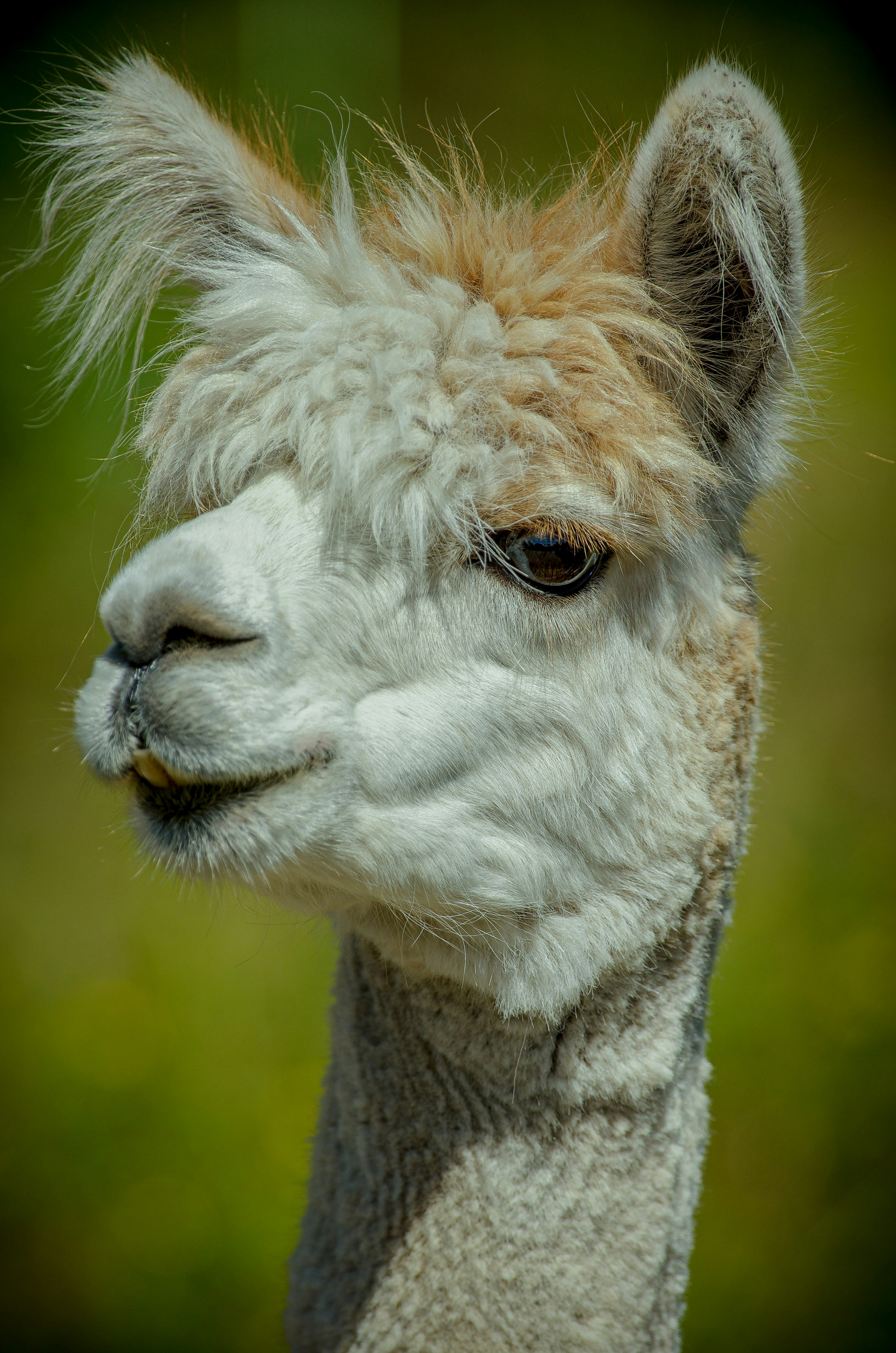 alpaca6.jpg