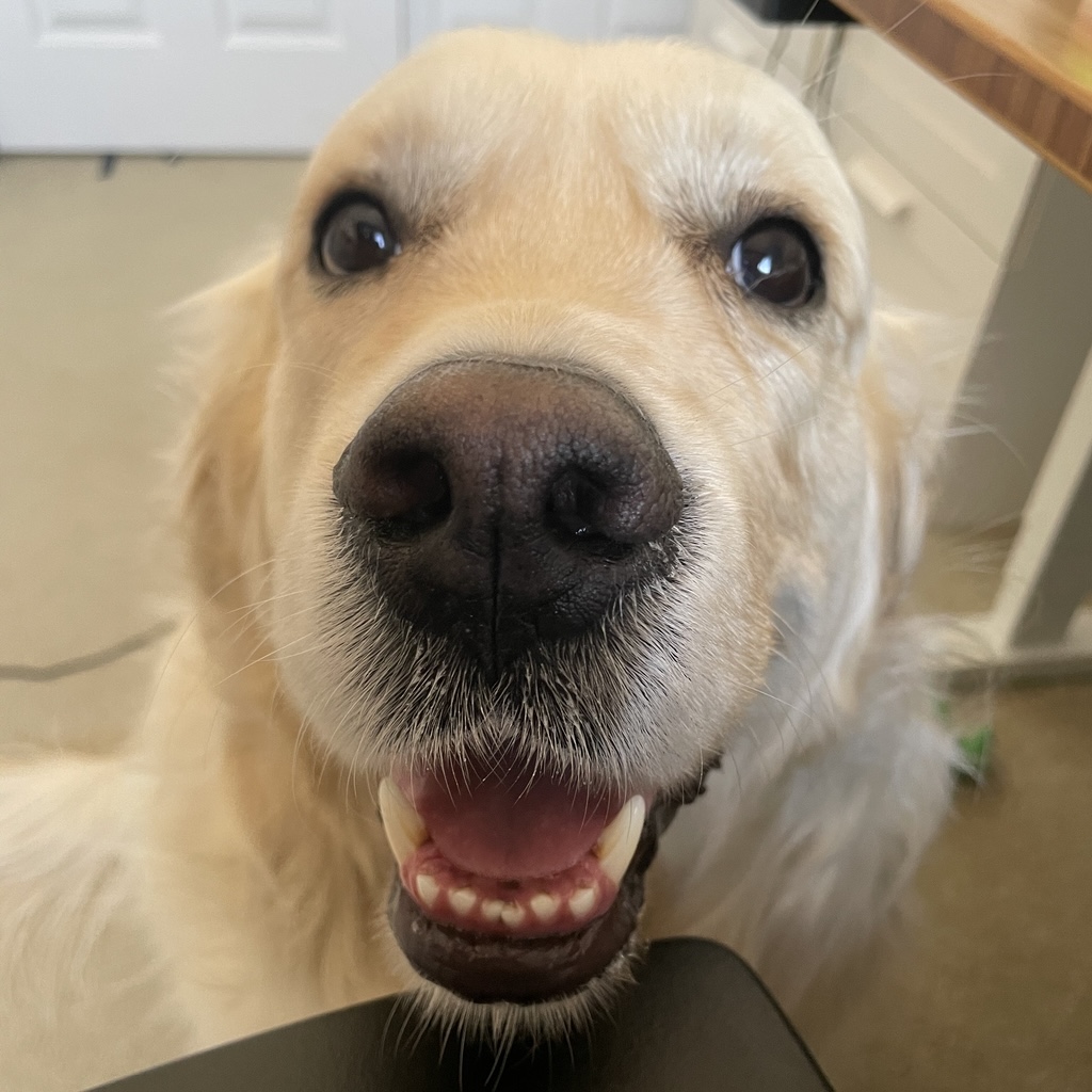 a_closeup_photo_of_a_TOK_dog_smiling.jpg