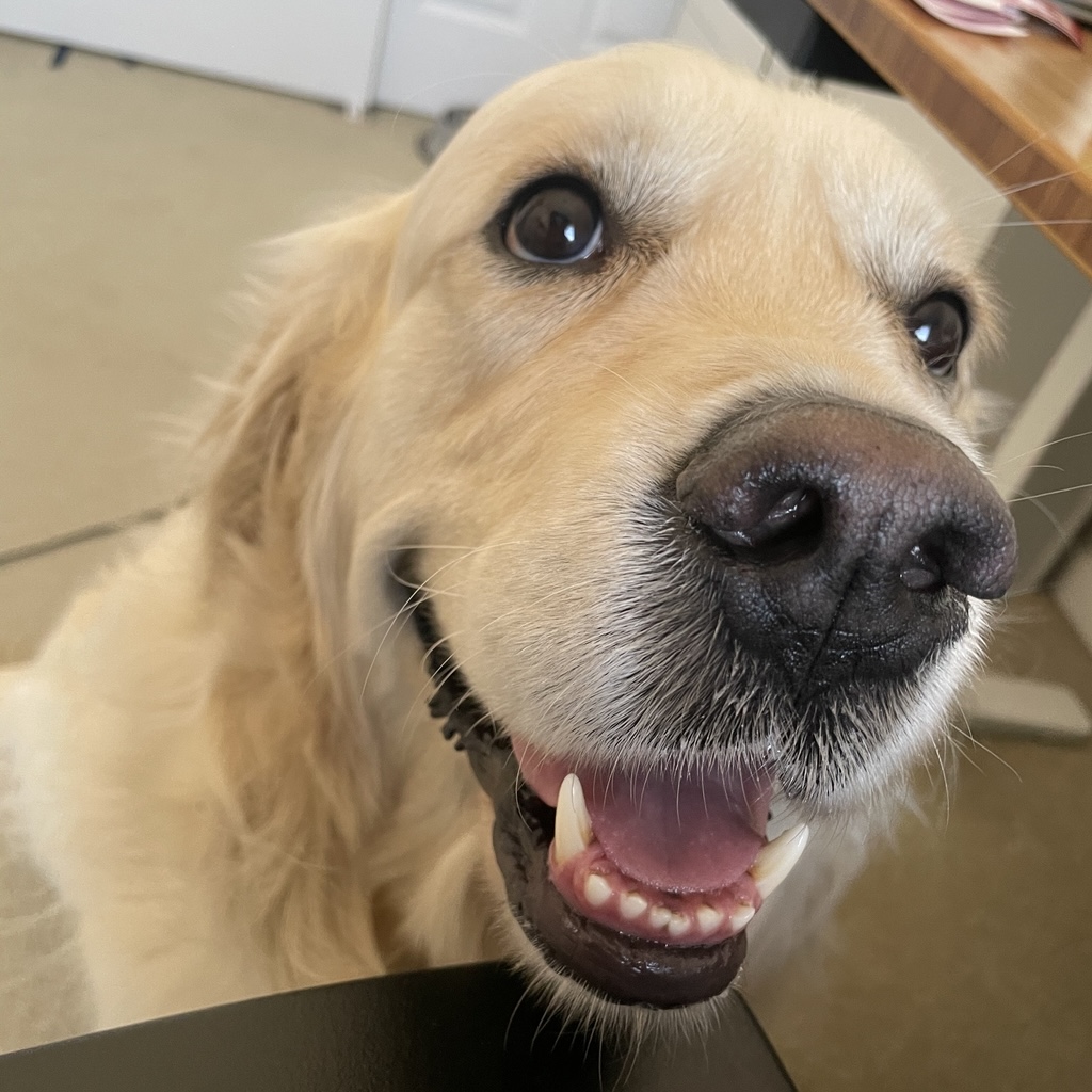 a_closeup_photo_of_a_TOK_dog_smiling_.jpg