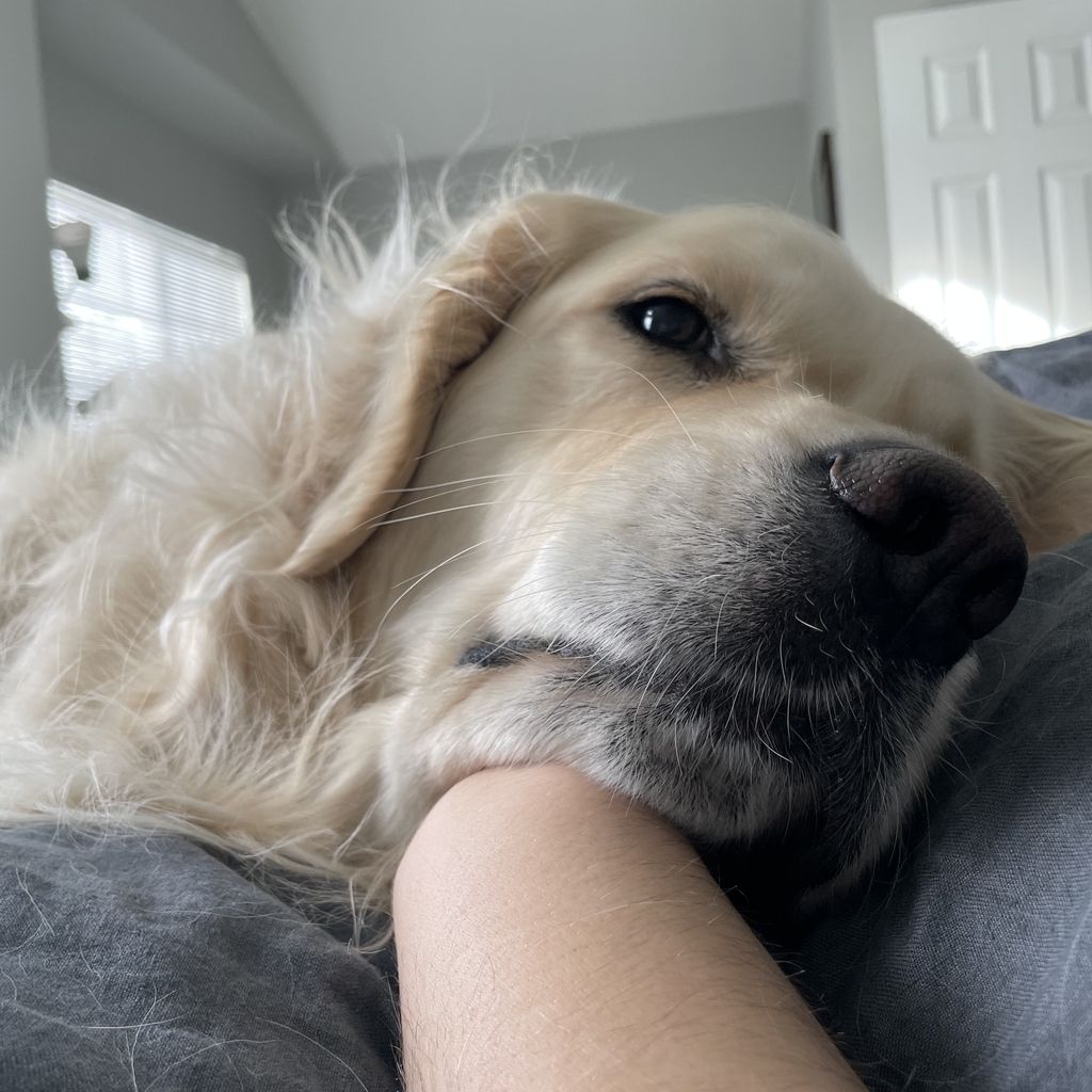 a_photo_of_a_TOK_dog_sleepy_in_bed.jpg