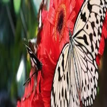 butterfly--112-.rf.f196543cad49f28a72f7cda8ac306738.jpg