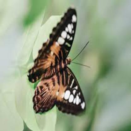 butterfly--141-_jpg.rf.3f977e18f542494cefa2ef5a7a73f210.jpg