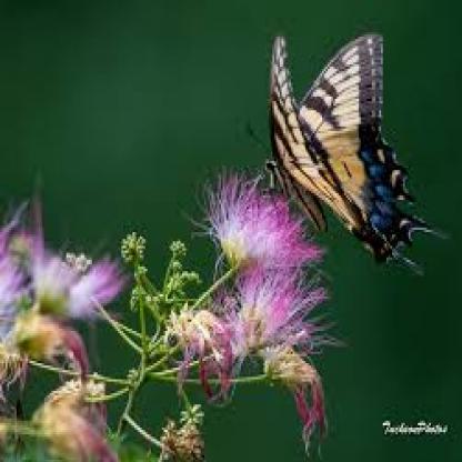 butterfly--16-_jpg.rf.03128396a6ccbd9169e06b99bbce04be.jpg