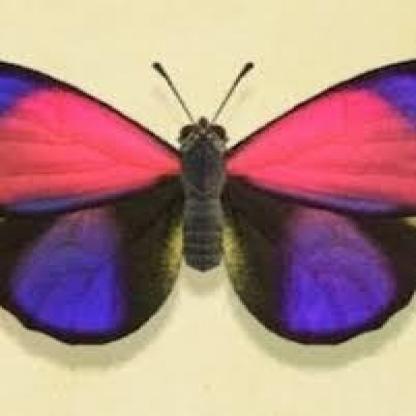 butterfly--166-.rf.1b017791036e0c59bf78225562182b8c.jpg