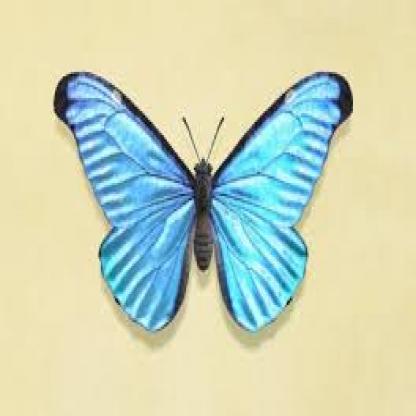 butterfly--178-_jpg.rf.501800b42f220a364926c56744f961b1.jpg