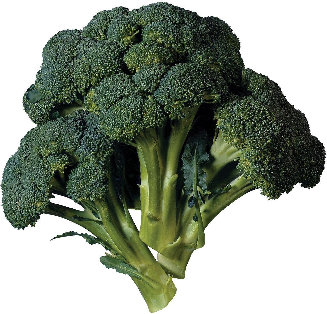 broccoli0.jpg