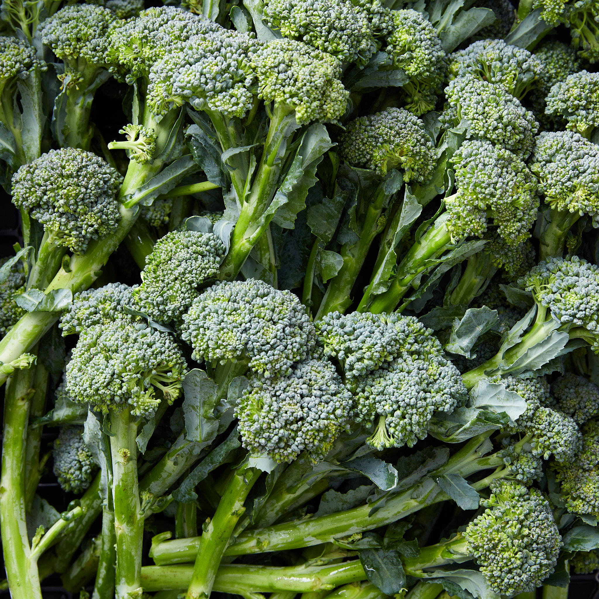 broccolini12.jpg