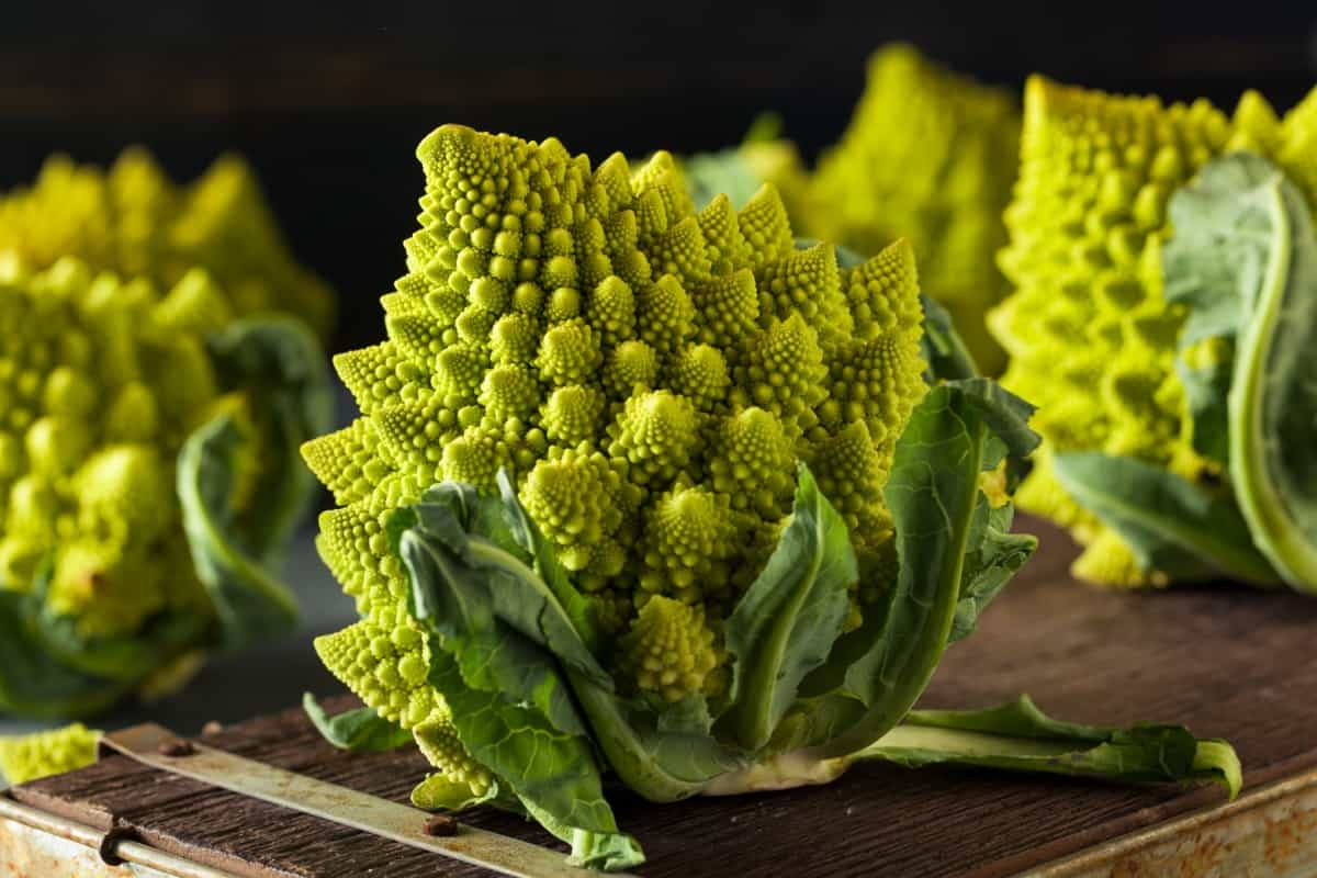 romanesco22.jpg