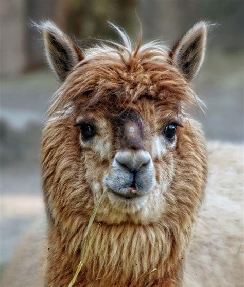 alpaca