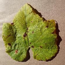 Leaf_Spot