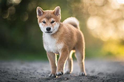 shiba inu