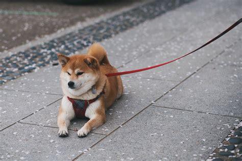 shiba inu