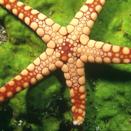 a-starfish.png