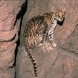 a-leopard-on-cliff.png