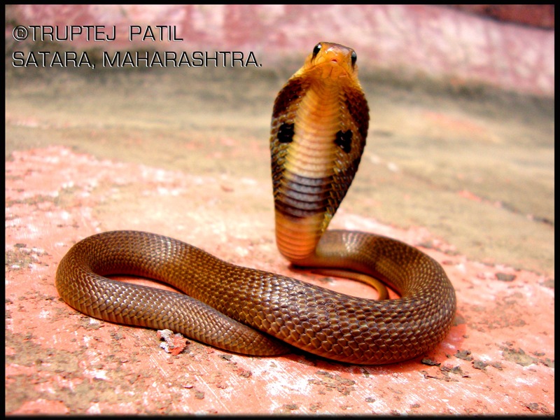 03 Spectacled Cobra 1.JPG