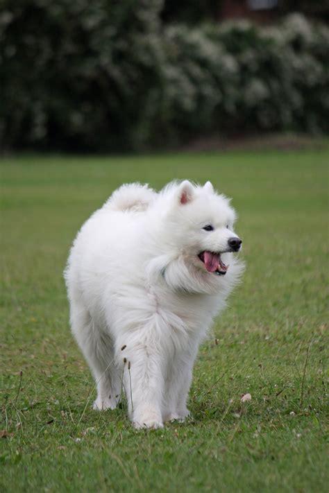 samoyed