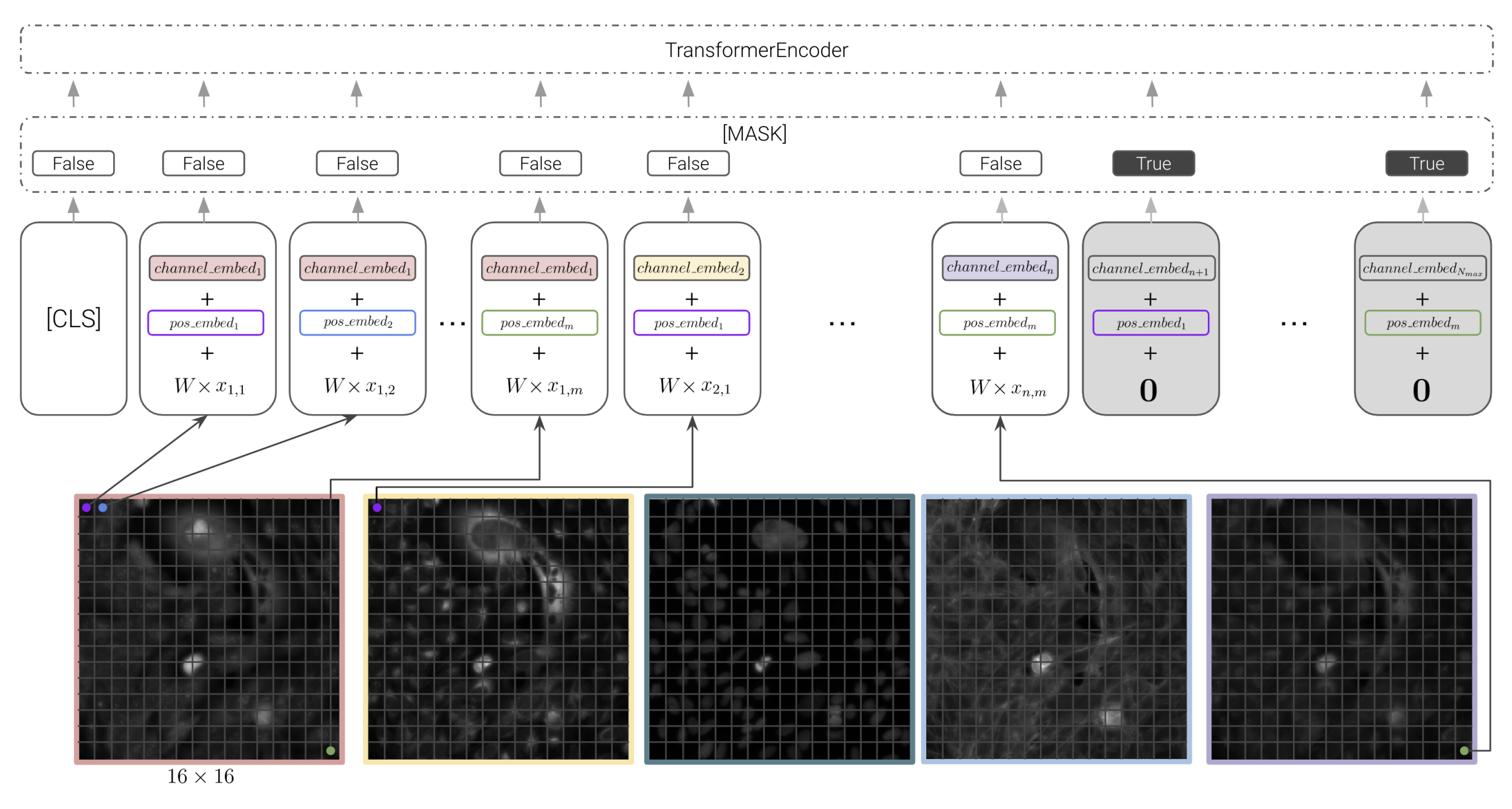 ChAda-ViT architecture