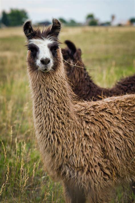 llamas