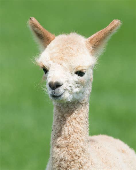 llama.jpg