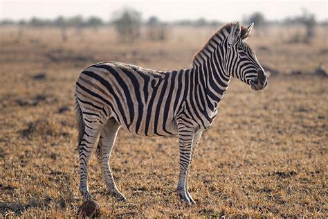 zebra.jpg