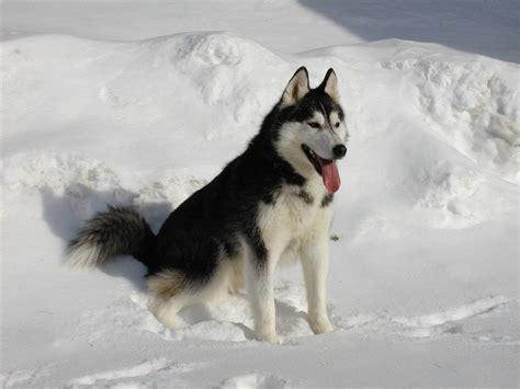 Siberian_Husky.jpg