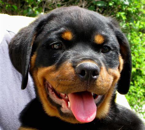 Rottweiler.jpg