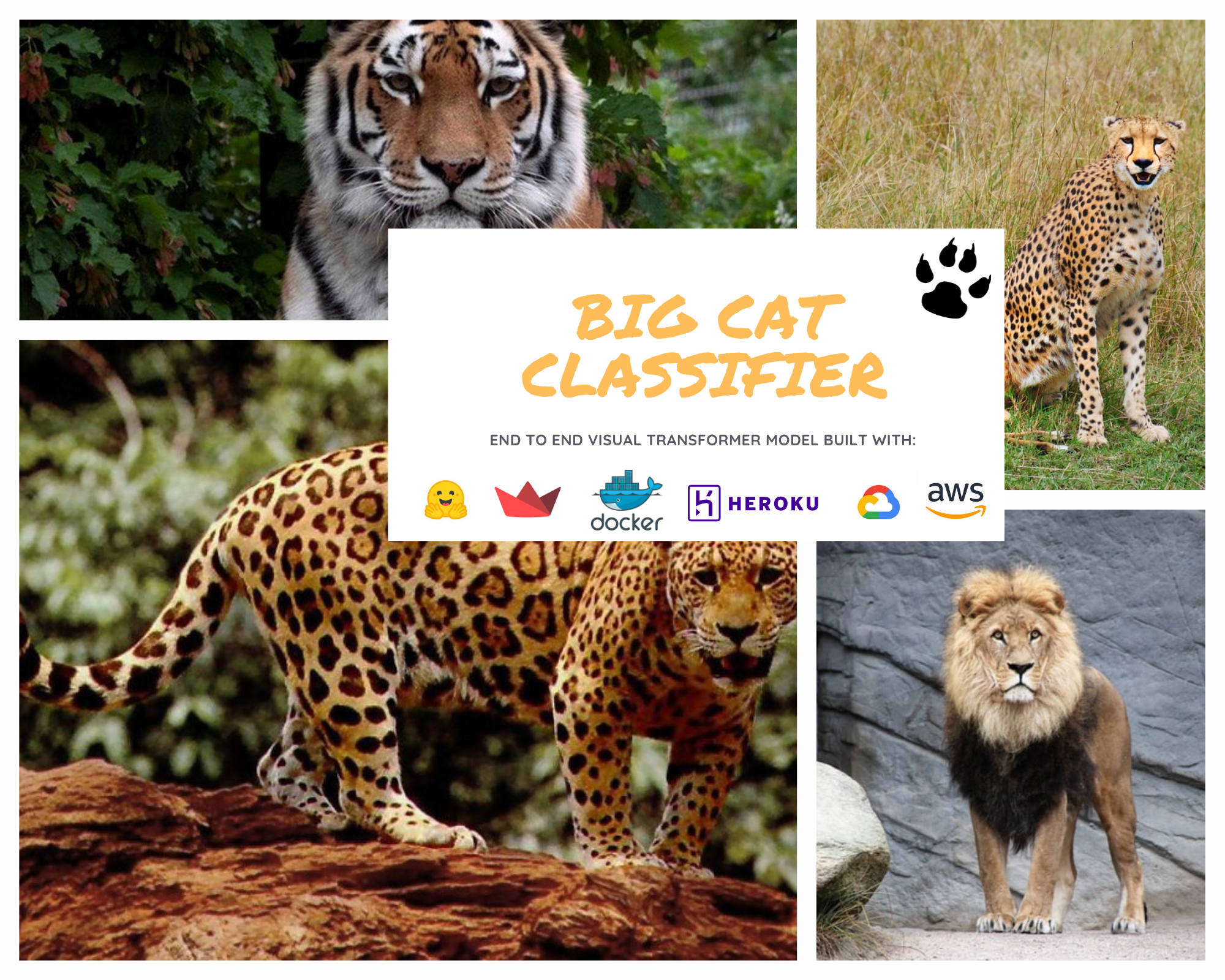 Big Cat Classifier