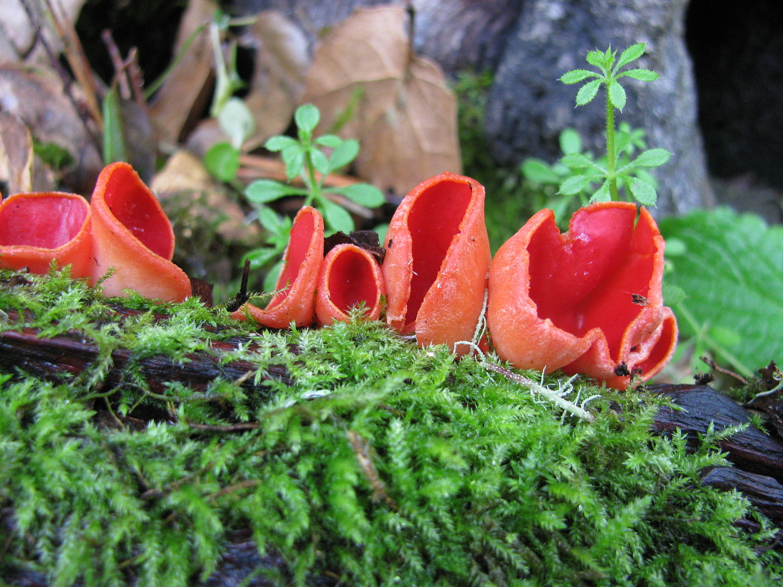 Sarcoscypha-coccinea.jpeg