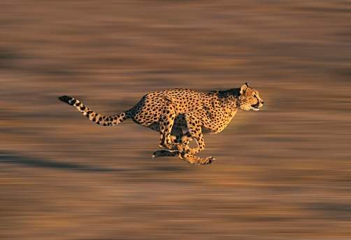 cheetah.jpg