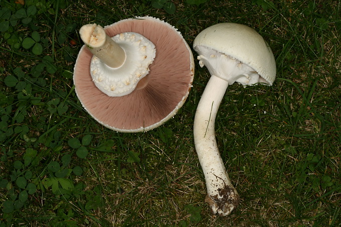 Agaricus_Silvicola.jpg