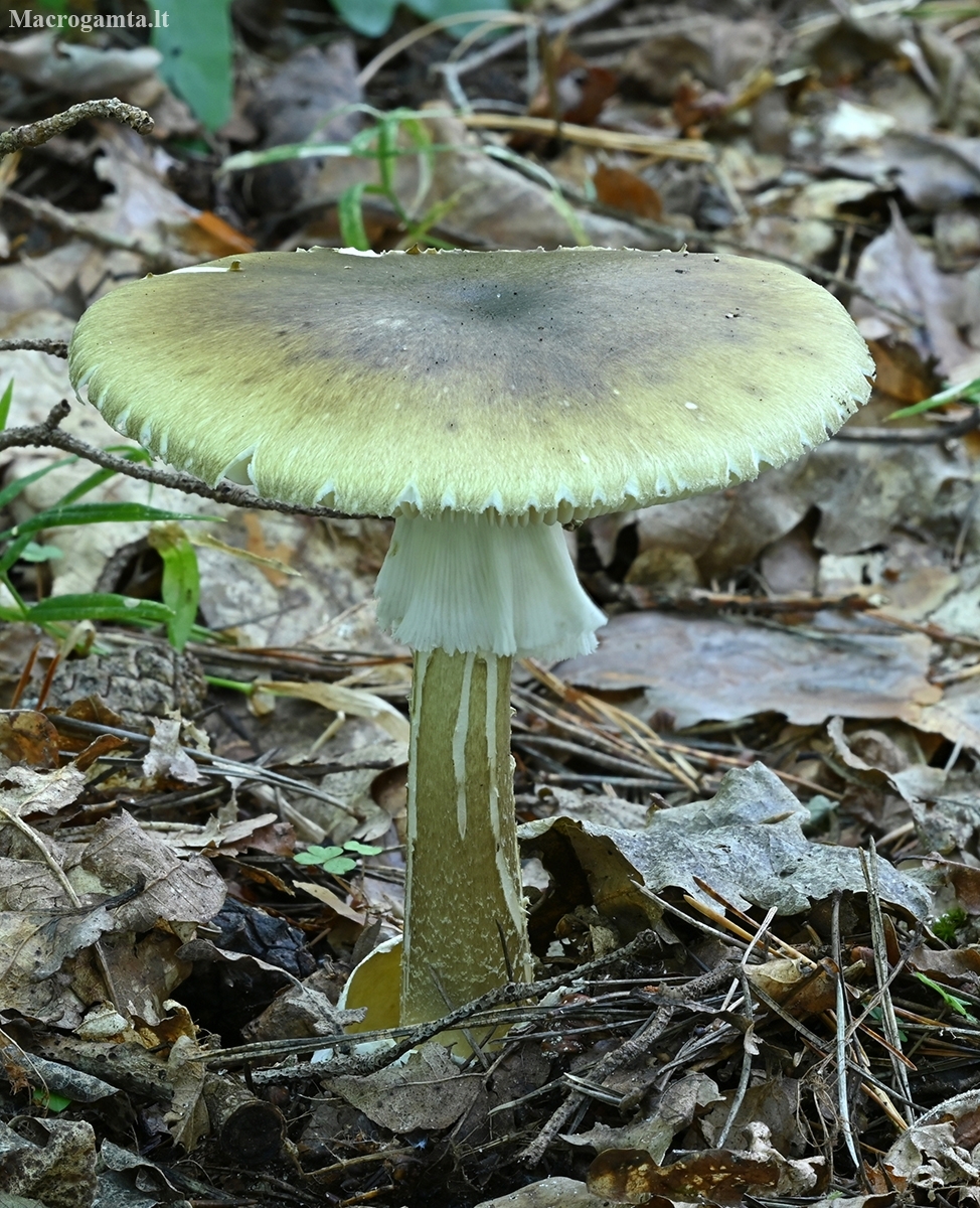 Amanita_phalloides(DeathCap).jpg