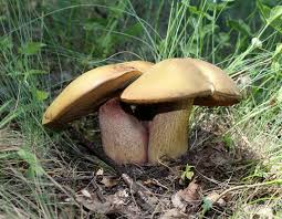 Boletus_Luridus.jpg