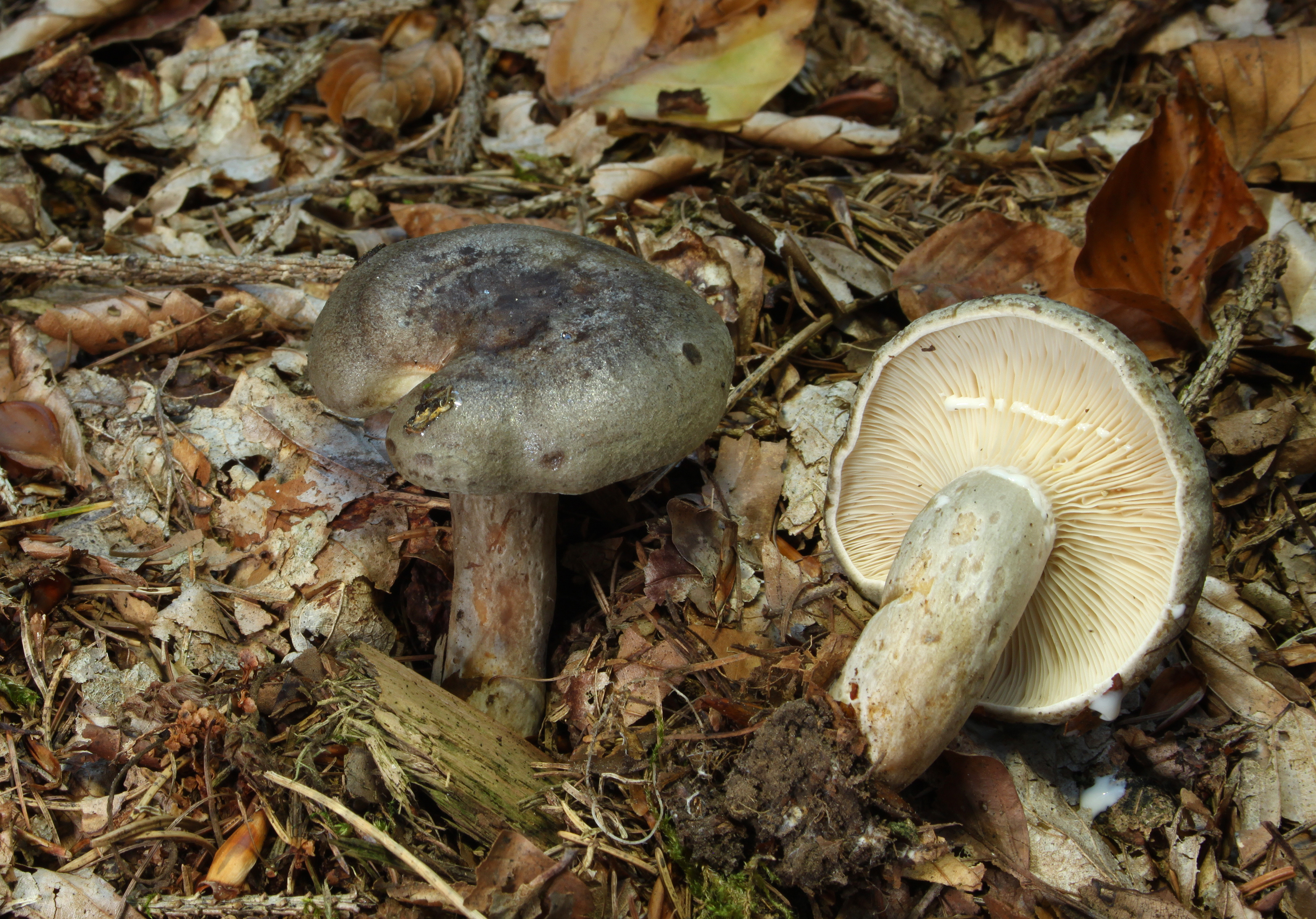 Lactarius-blennius.jpg