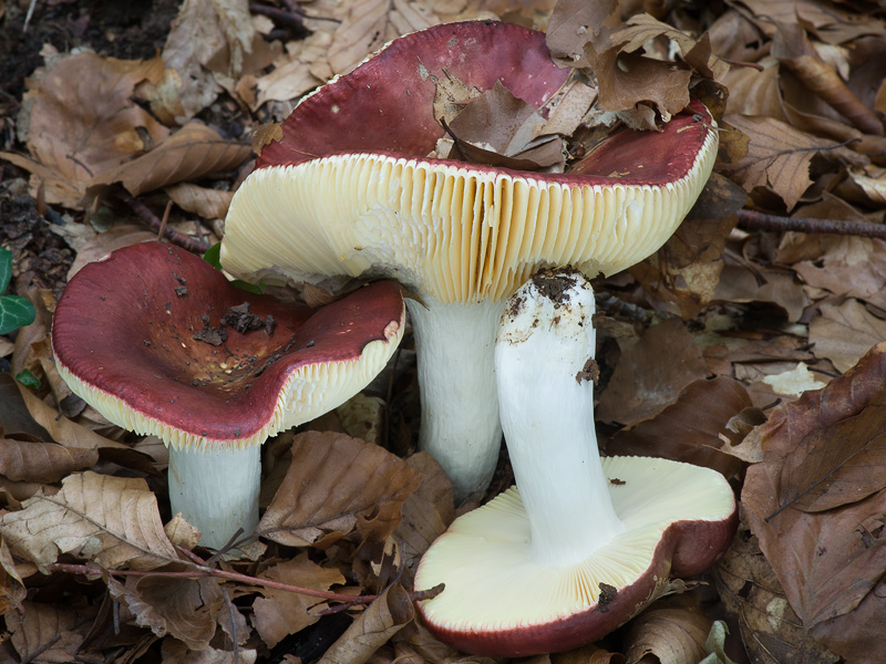 Russula_alutacea.jpg