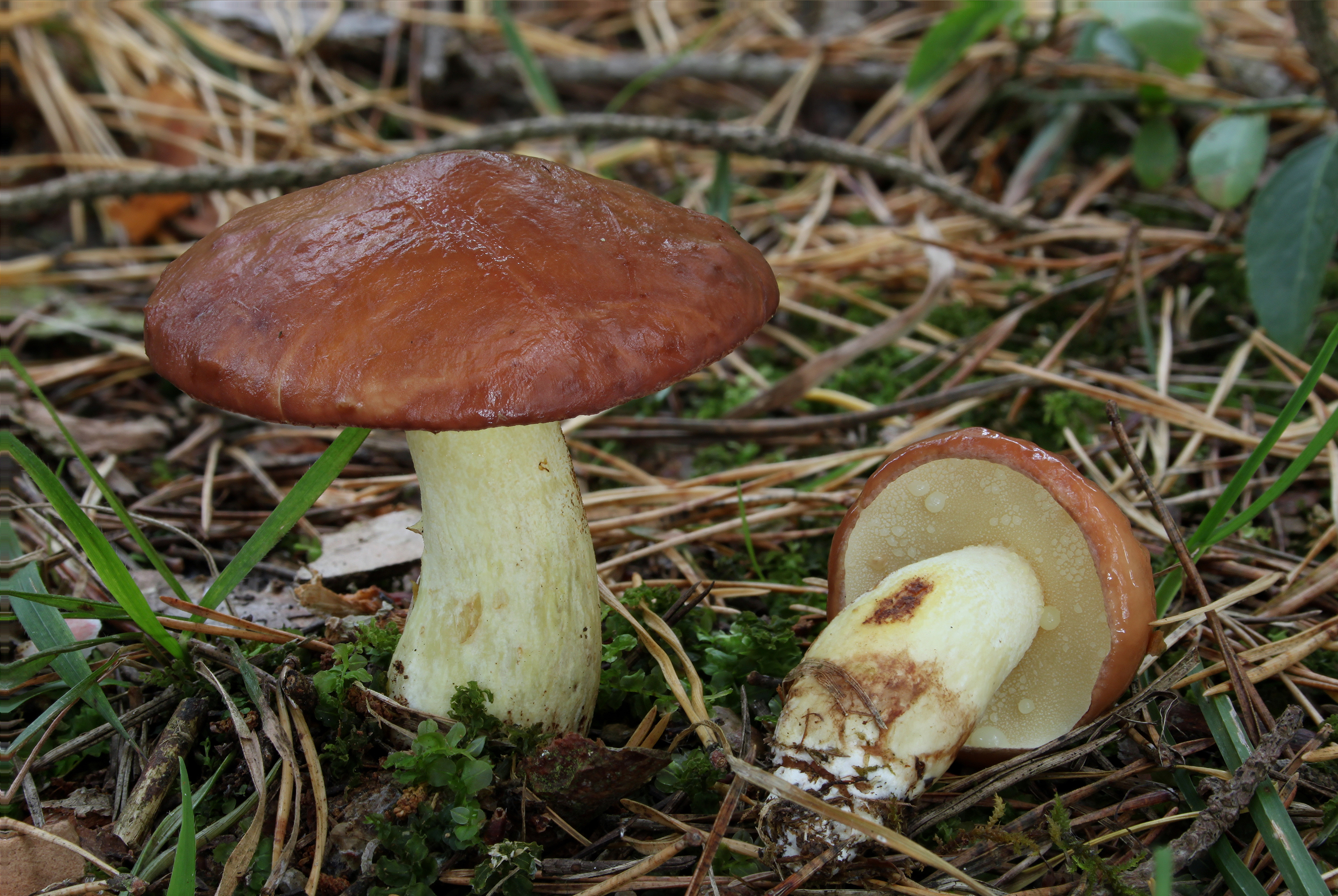 Suillus_granulatus.jpg