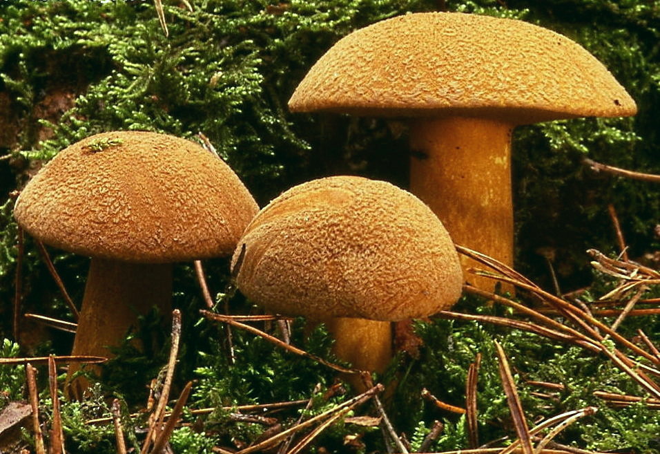 Suillus_variegatus.jpg