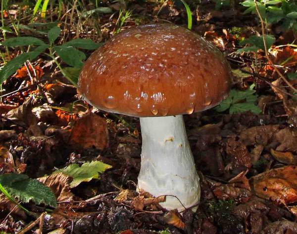 cortinarius-praestans.jpg