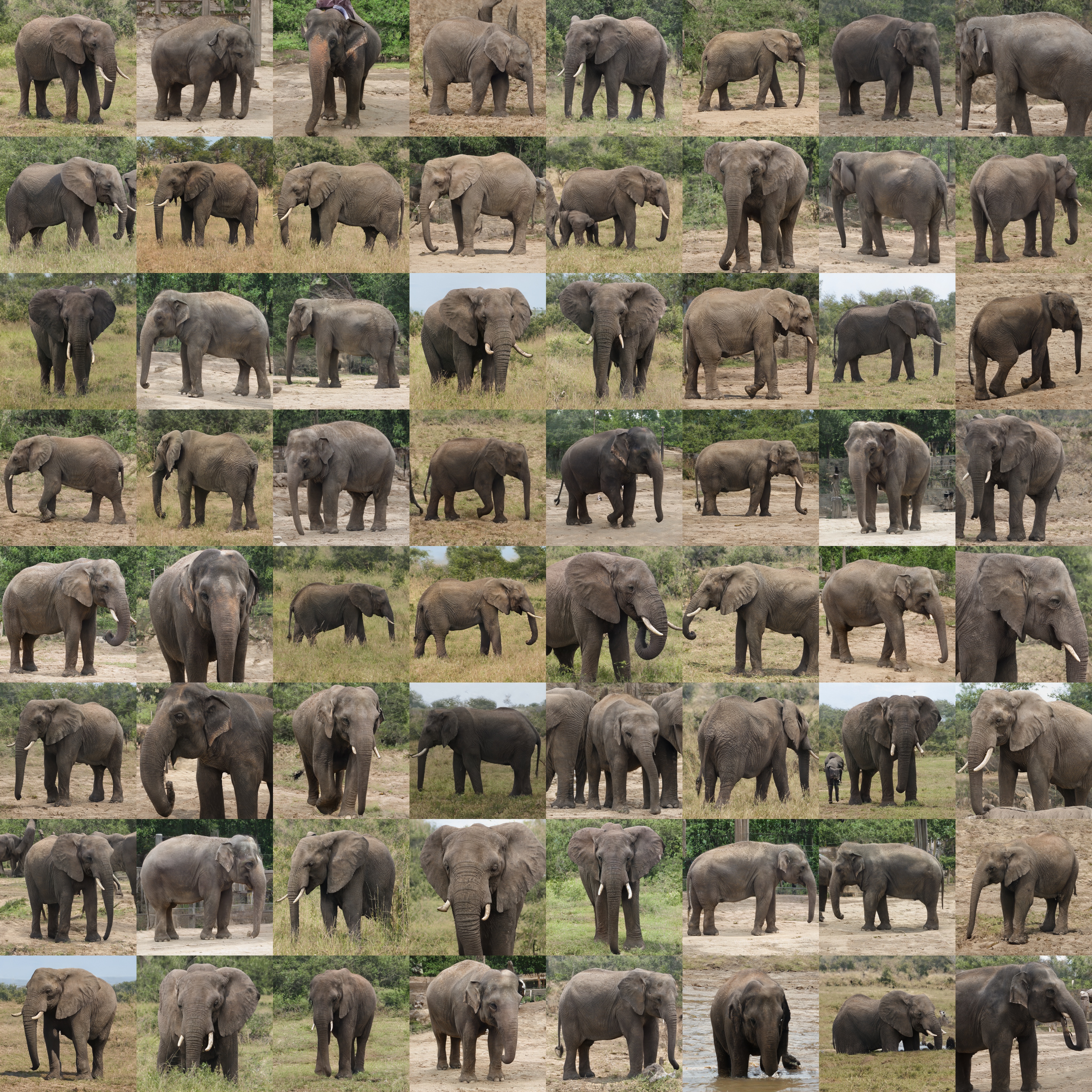 elephants_512.jpg