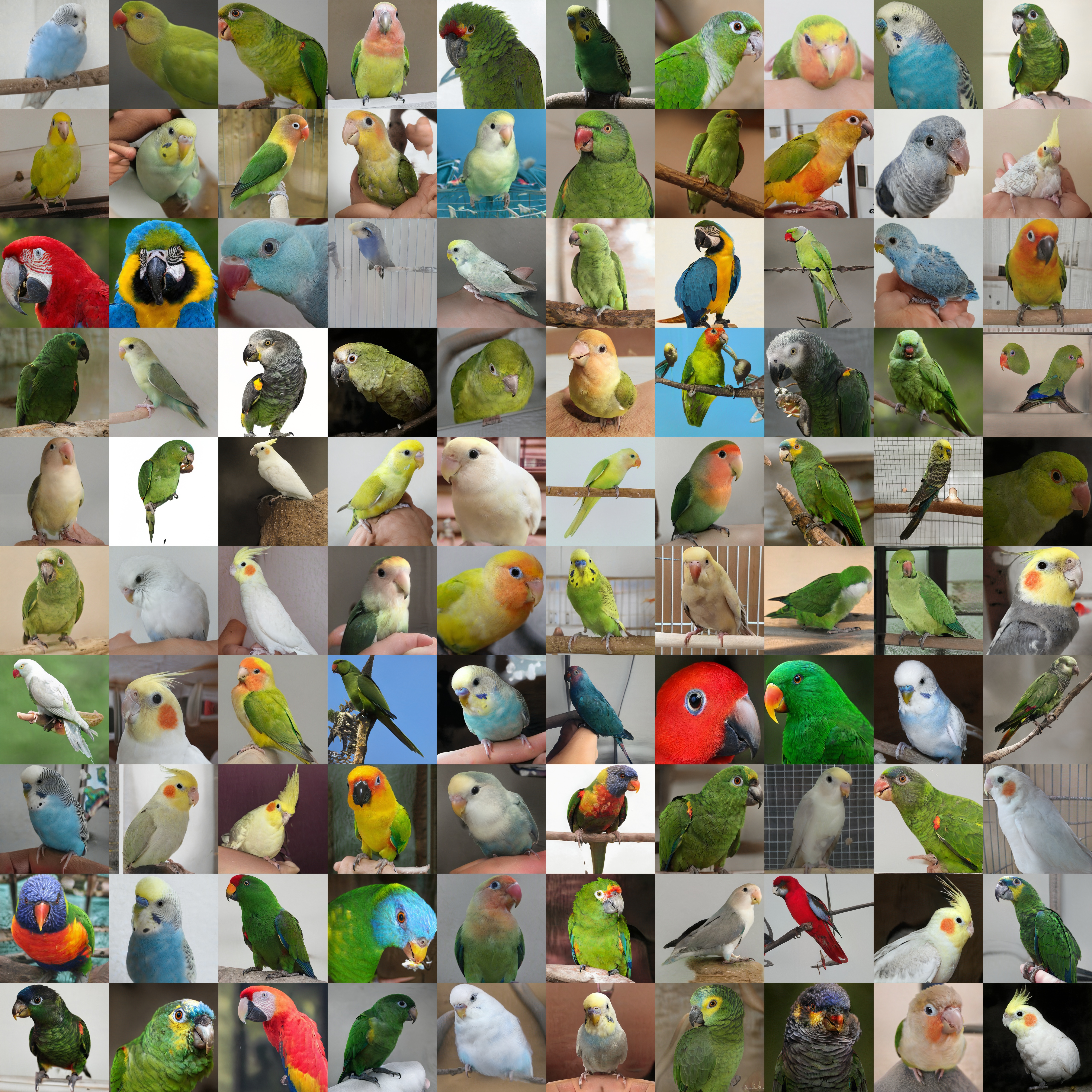 parrots_512_multimodal_lpips.jpg