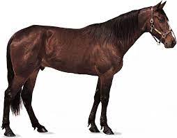 horse_1.jpg