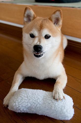 shiba_inu_139.jpg