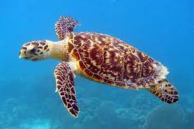 hawksbill.jpg