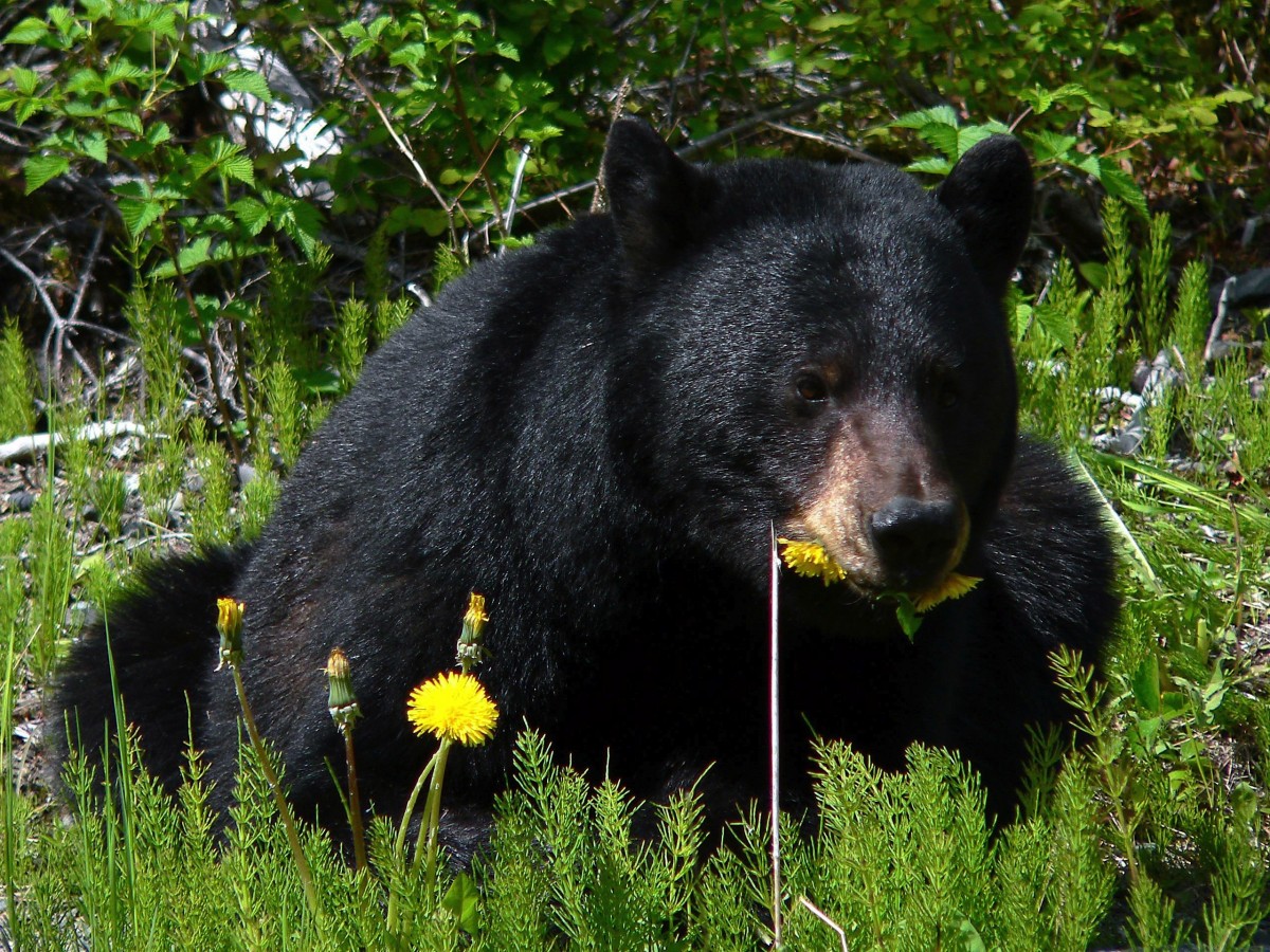 black-bear.jpg