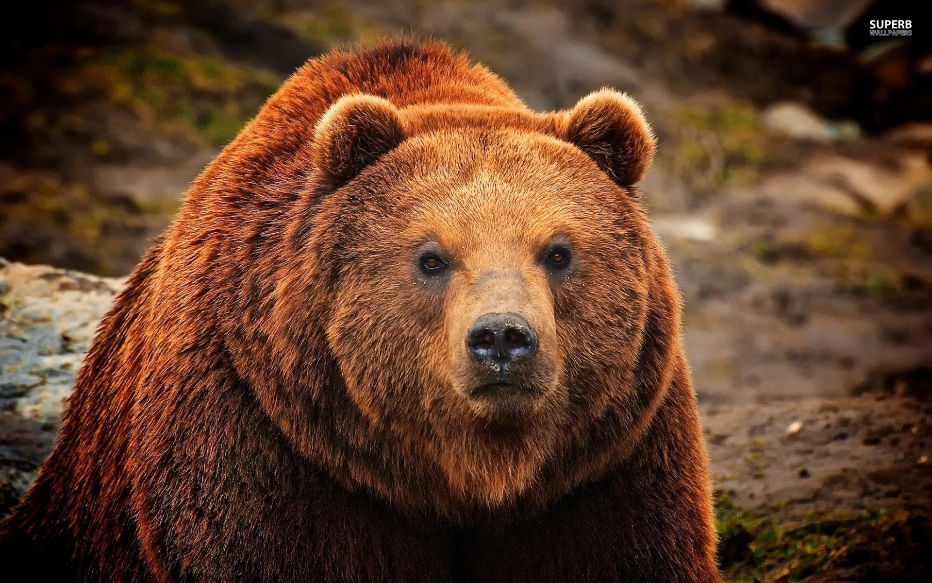 grizzly.jpg