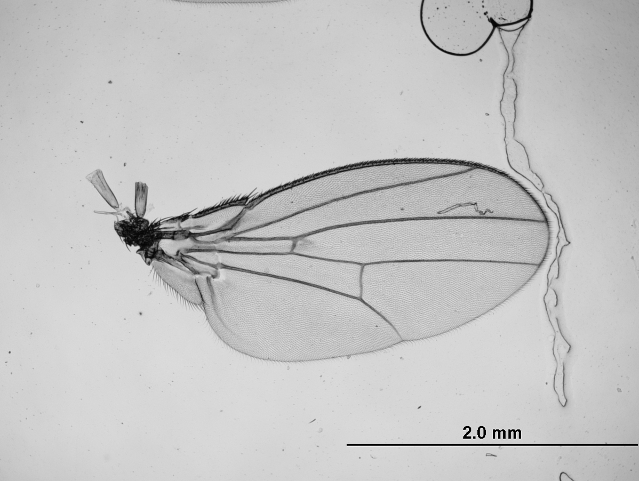 drosophila-wing-1.jpg