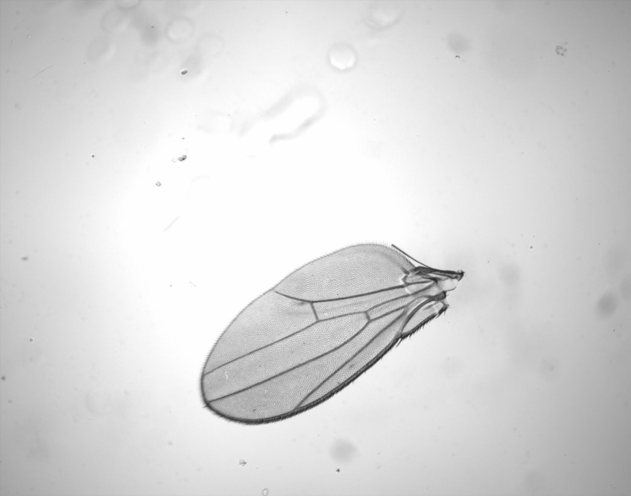 drosophila-wing-3.jpg