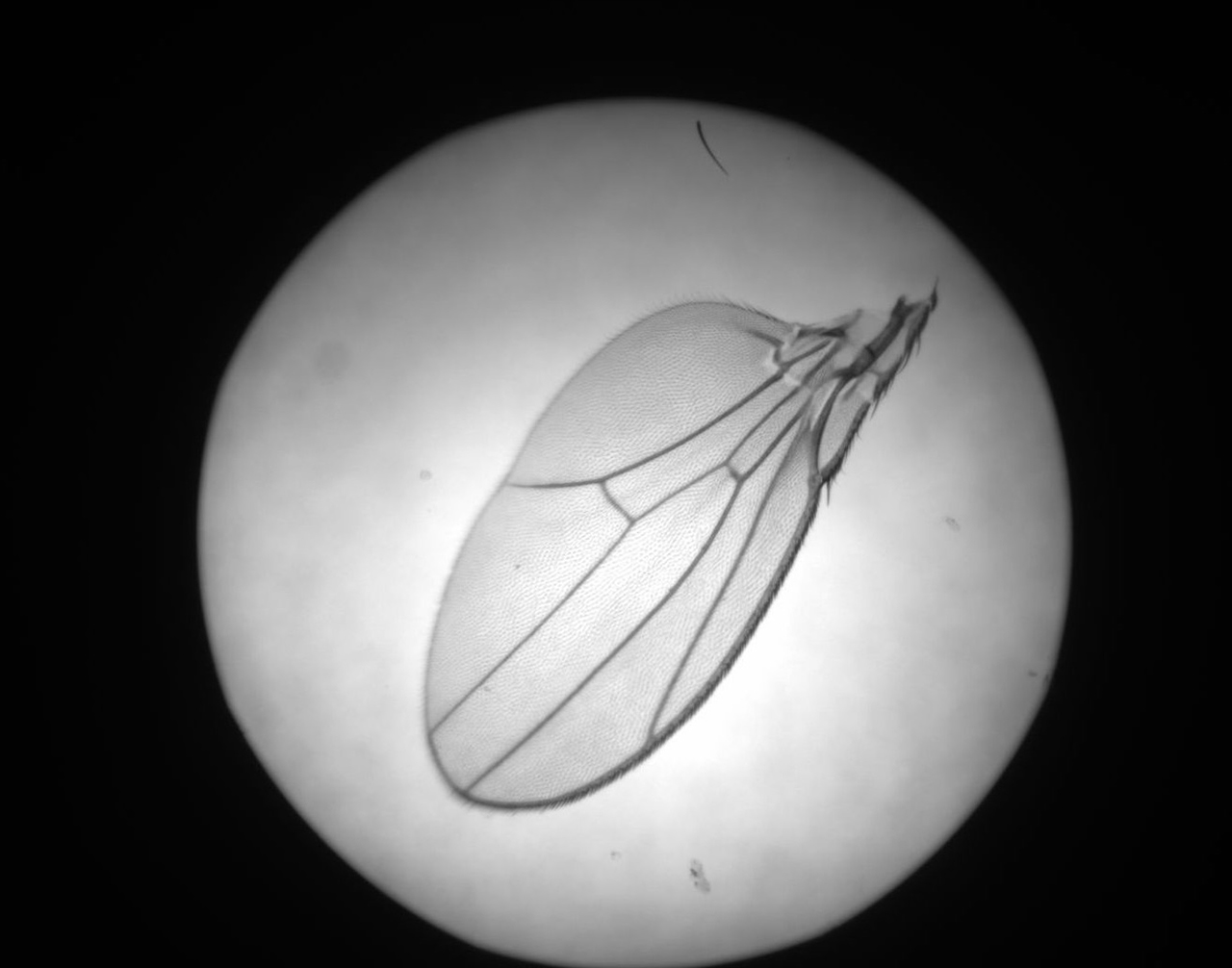 drosophila-wing-4.jpg